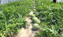 利川吃瓜最新事件爆料,揭秘背后惊人真相